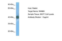 RANBP9 Rabbit anti-Human, Polyclonal, Novus Biologicals 0.1ml; Unconjugated:Antibodies,
